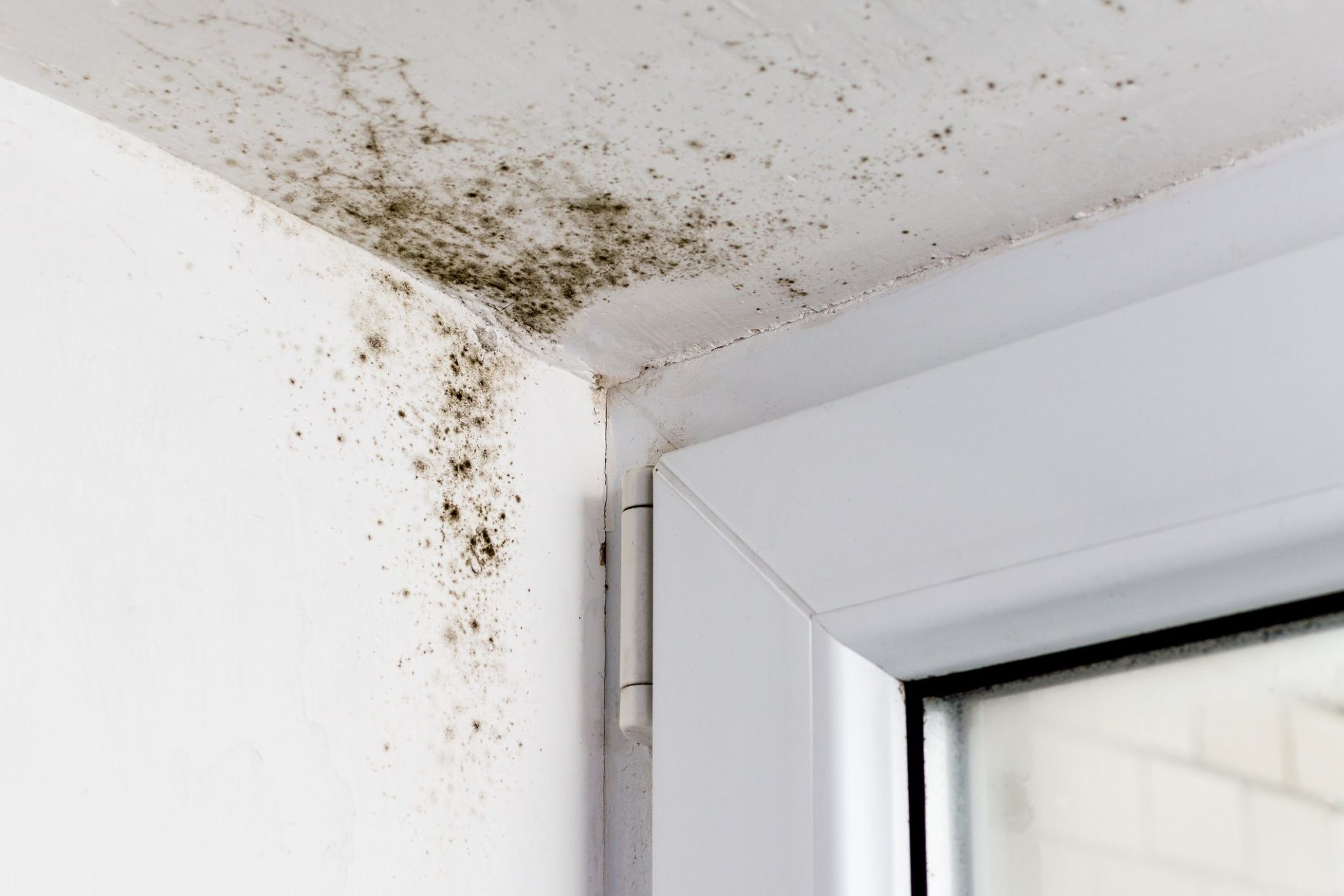 prevent mold with microshield
